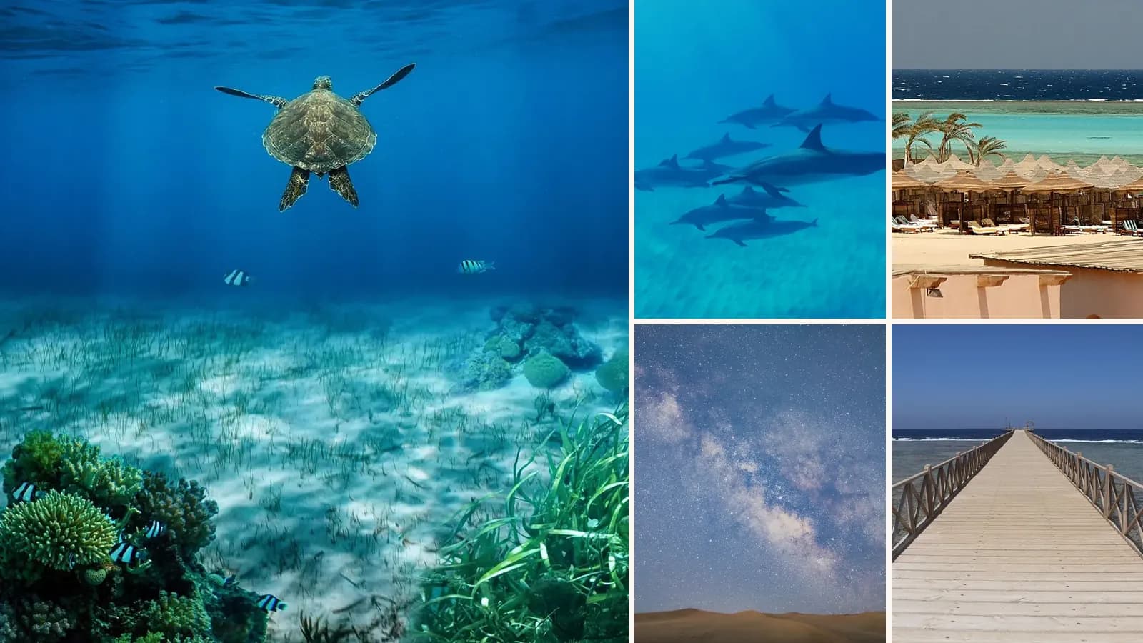 Collage: A sea turtle swimming over seagrass, A pod of dolphins underwater, A beach and reef near Marsa Alam, The Milky Way over the desert, A jetty at El Quseir
