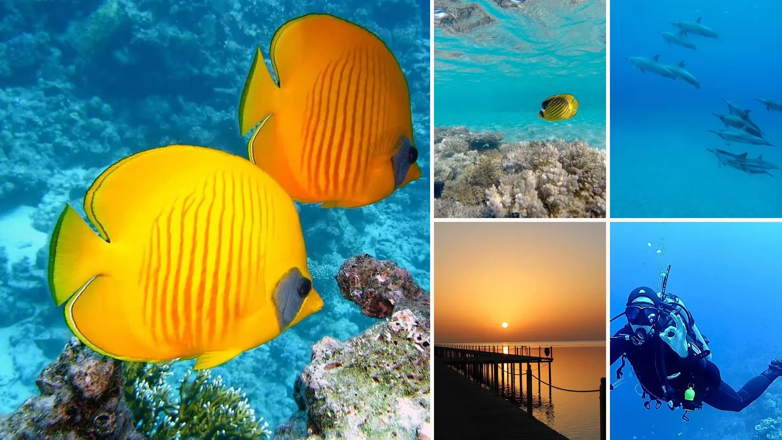 Collage: Lemon butterflyfish on a Red Sea reef, An angelfish over shallow coral, Spinner dolphins underwater, A jetty on the Red Sea at sunrise, A scuba diver in clear blue water