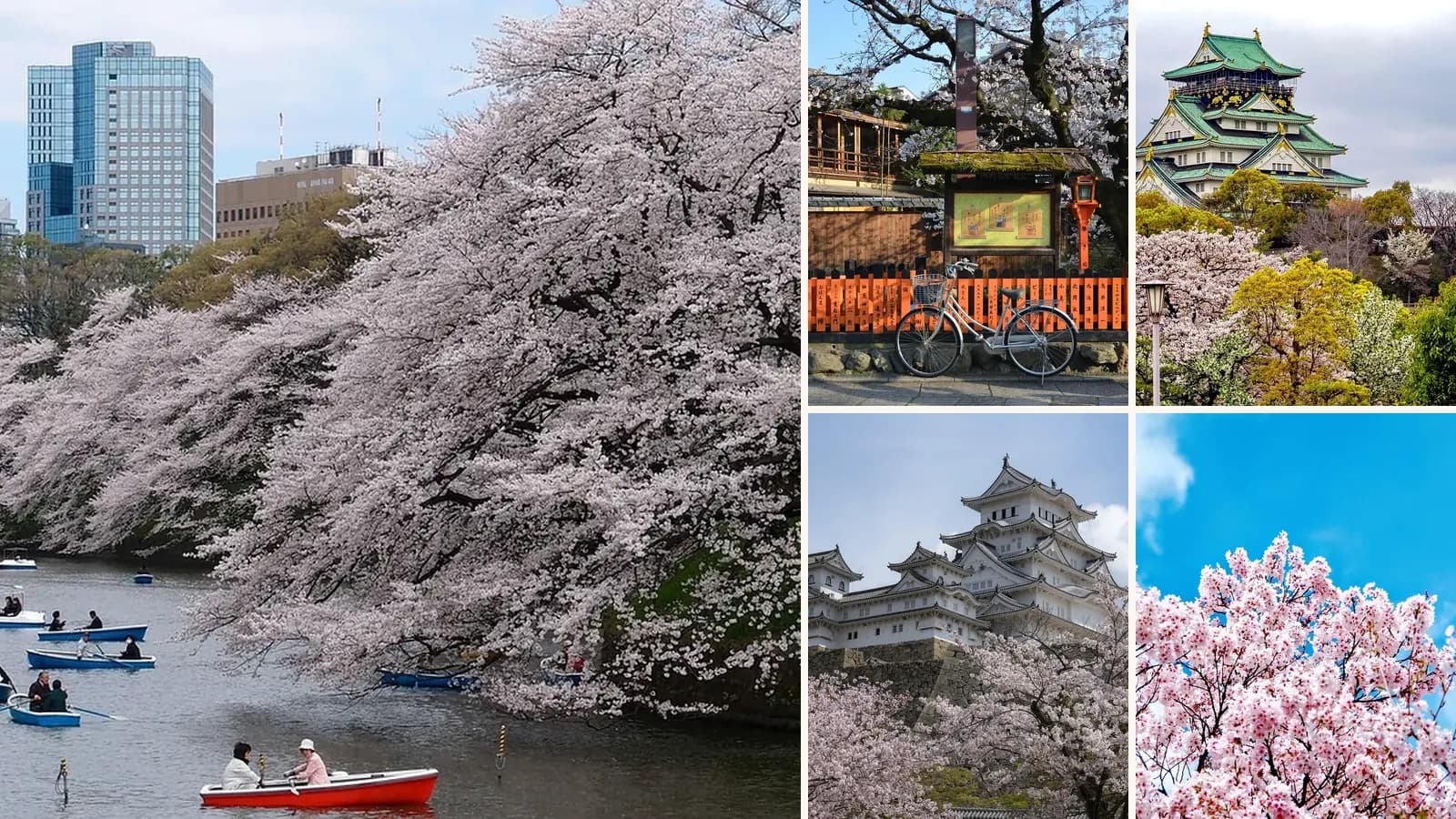 Collage: Boats on the Chidorigafuchi moat under cherry blossom, Tokyo, Cherry blossom in Gion, Kyoto, Osaka Castle above cherry trees, Himeji Castle in cherry blossom season, Cherry trees in full bloom