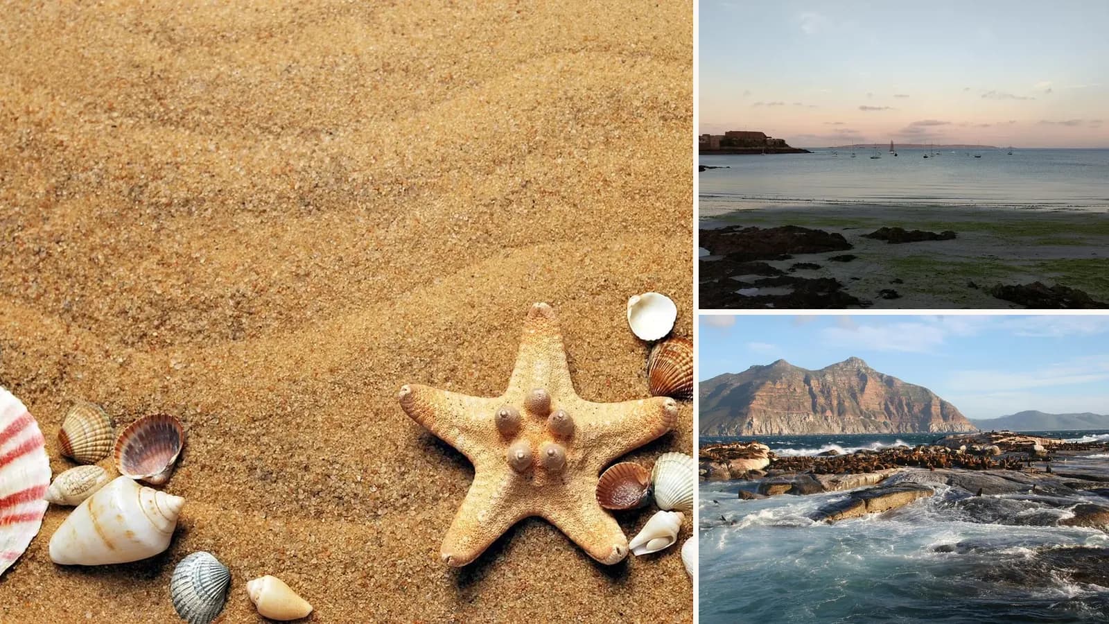 Collage: Shells and starfish on the sand, Guernsey's coast at dusk, A puffin