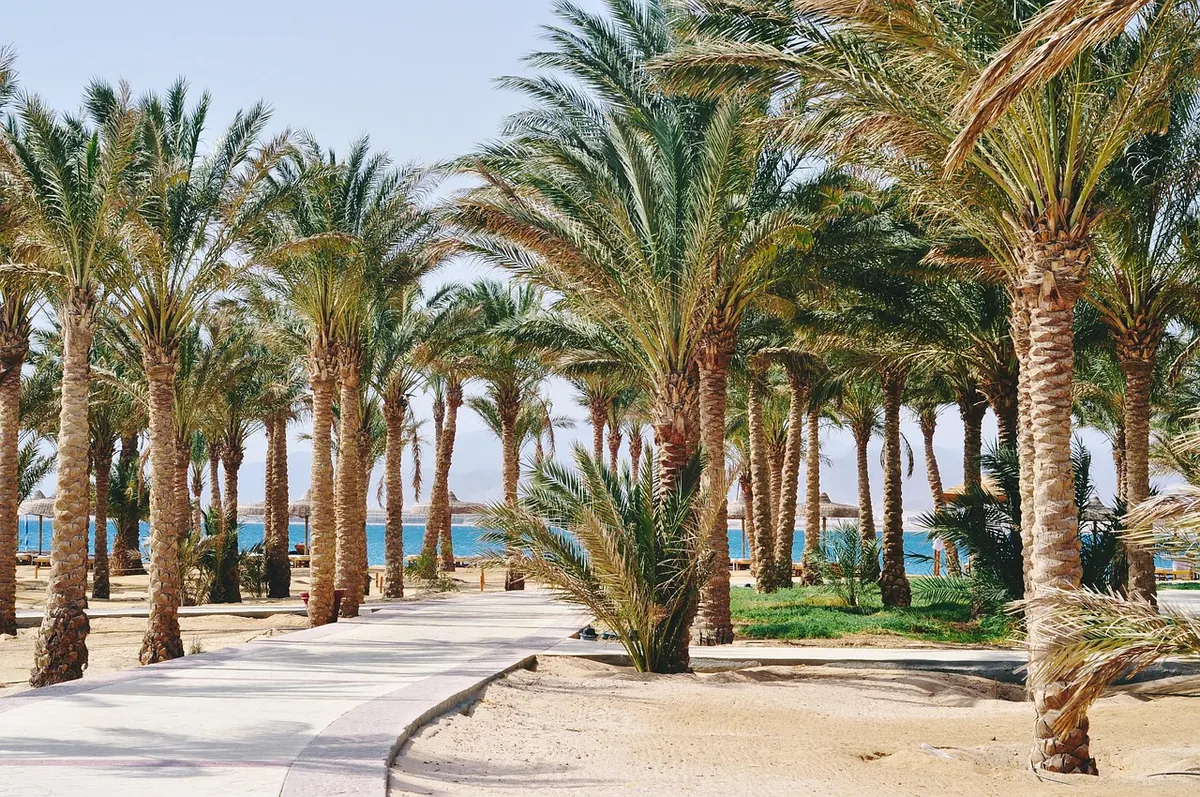 Palm trees on a Red Sea resort beach
