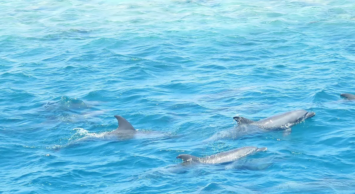 Dolphins swimming near the surface