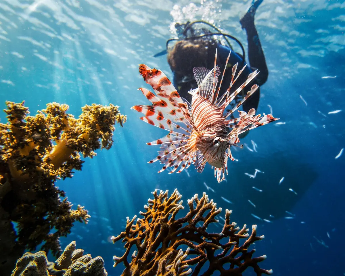 A snorkeller exploring a Red Sea reef