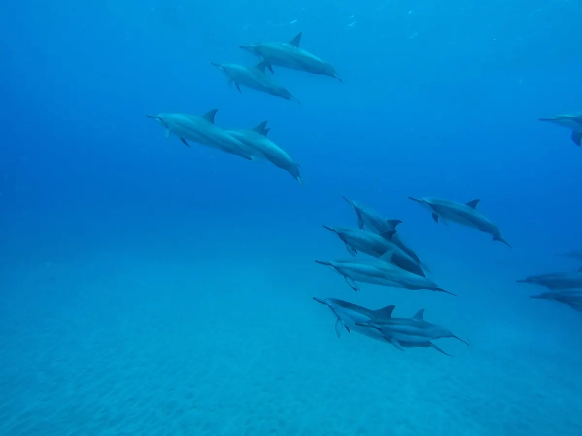 Spinner dolphins underwater