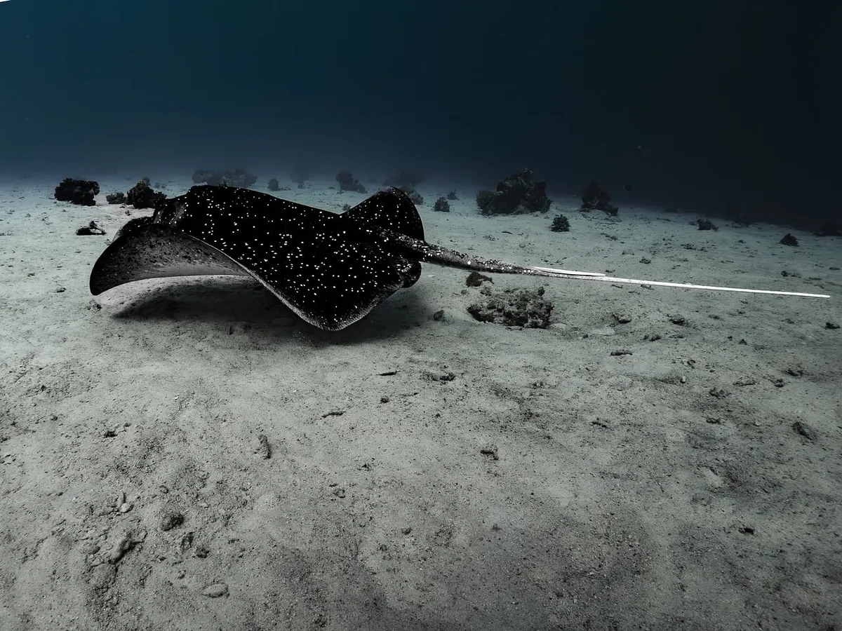 A ray gliding over the seabed