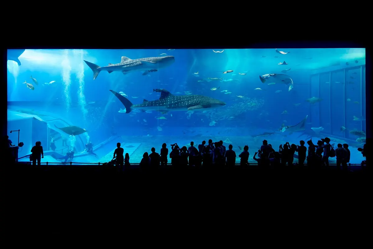 Sharks in a large aquarium tank