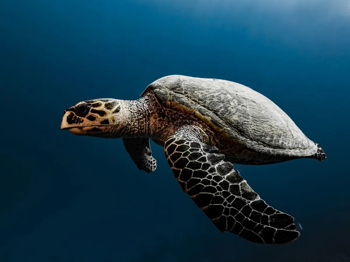 A sea turtle