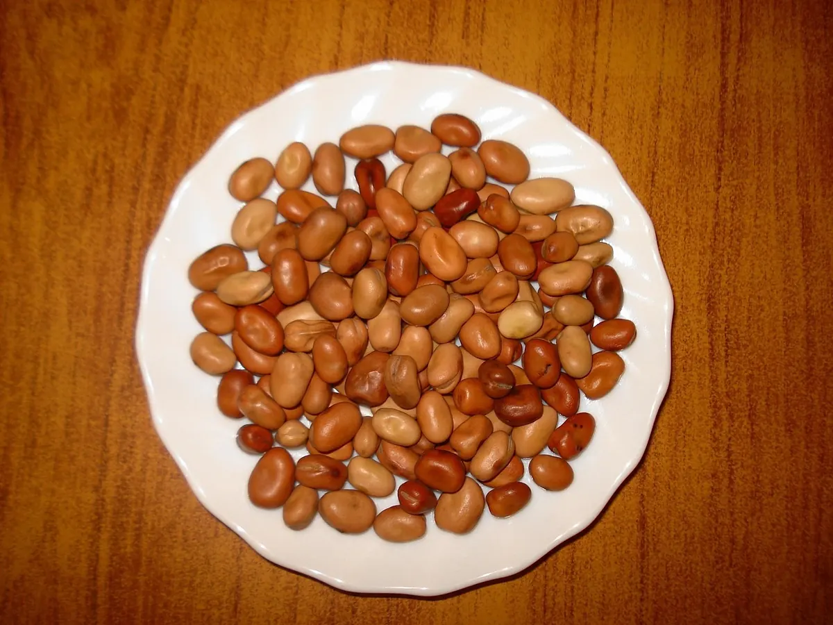 A plate of fava beans