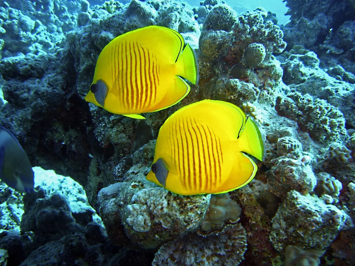 Butterflyfish on a Red Sea coral reef