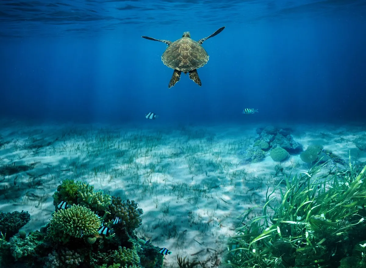 A sea turtle swimming over seagrass