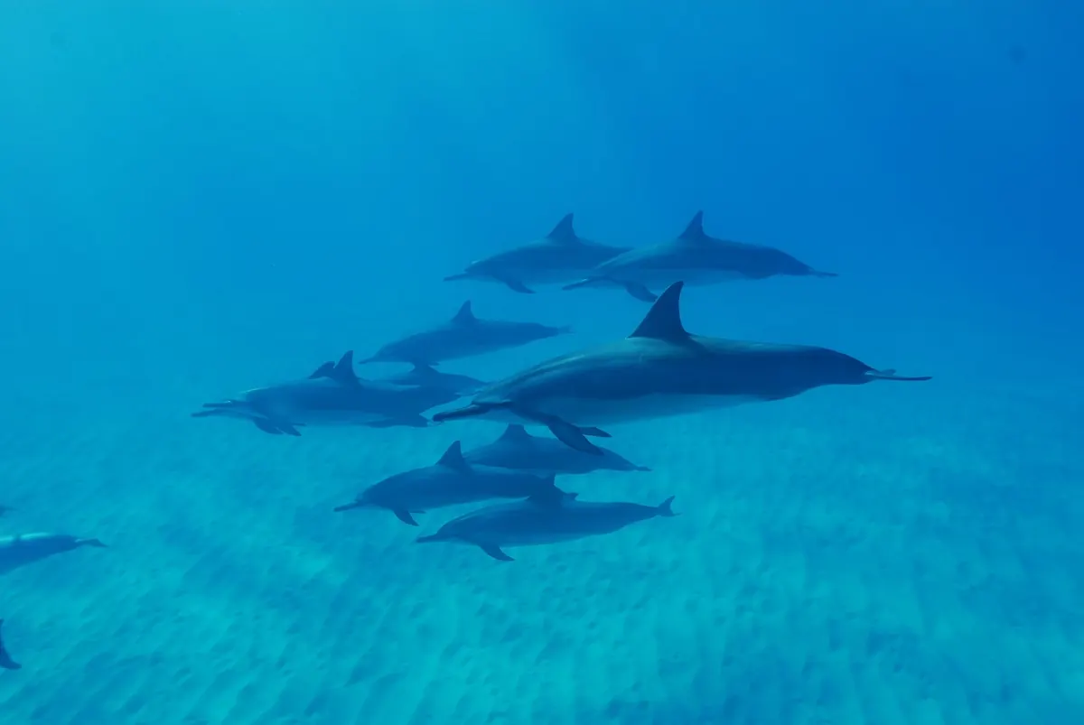 A pod of dolphins underwater