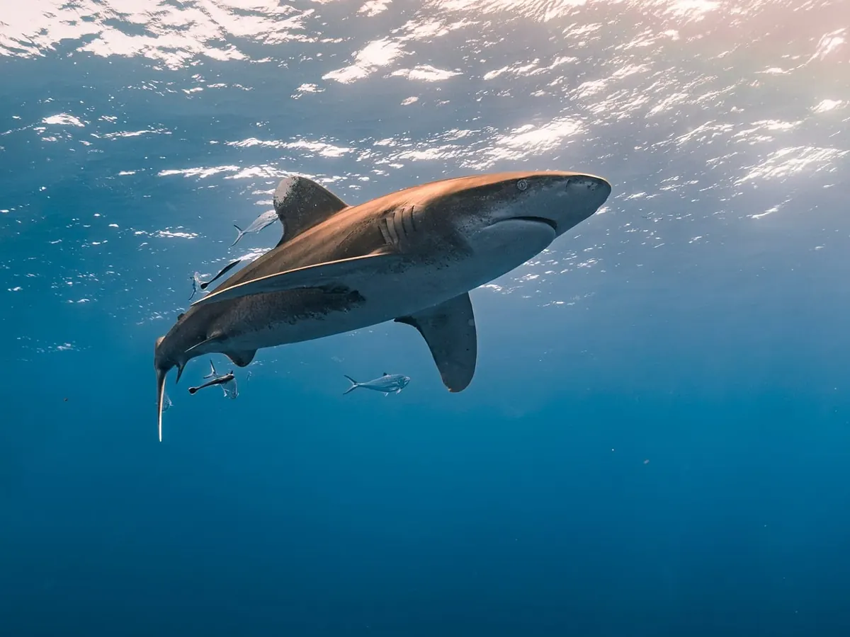 An oceanic whitetip shark