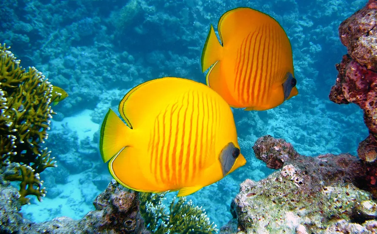 Lemon butterflyfish on a Red Sea reef