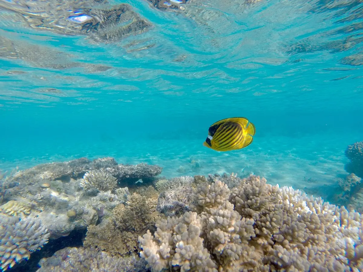 An angelfish over shallow coral