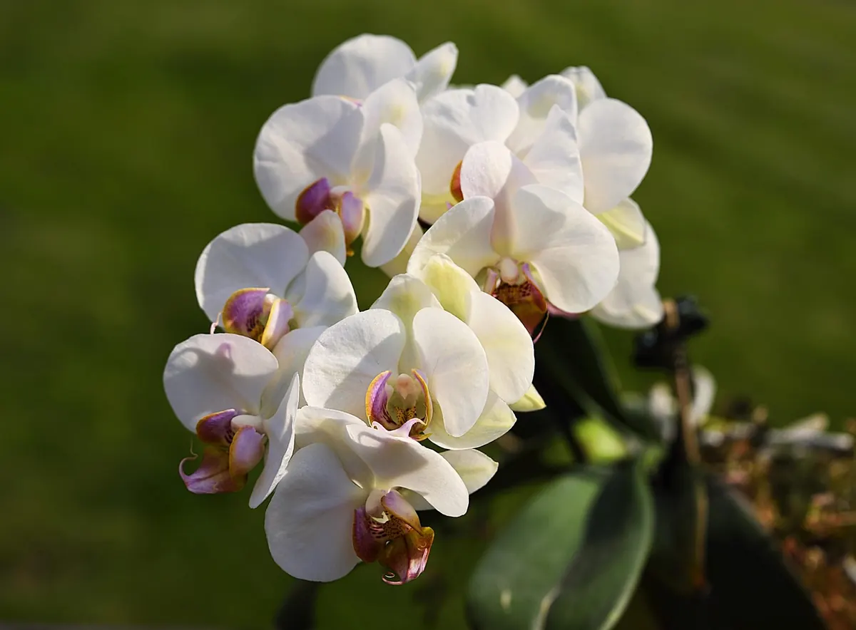 An orchid in bloom