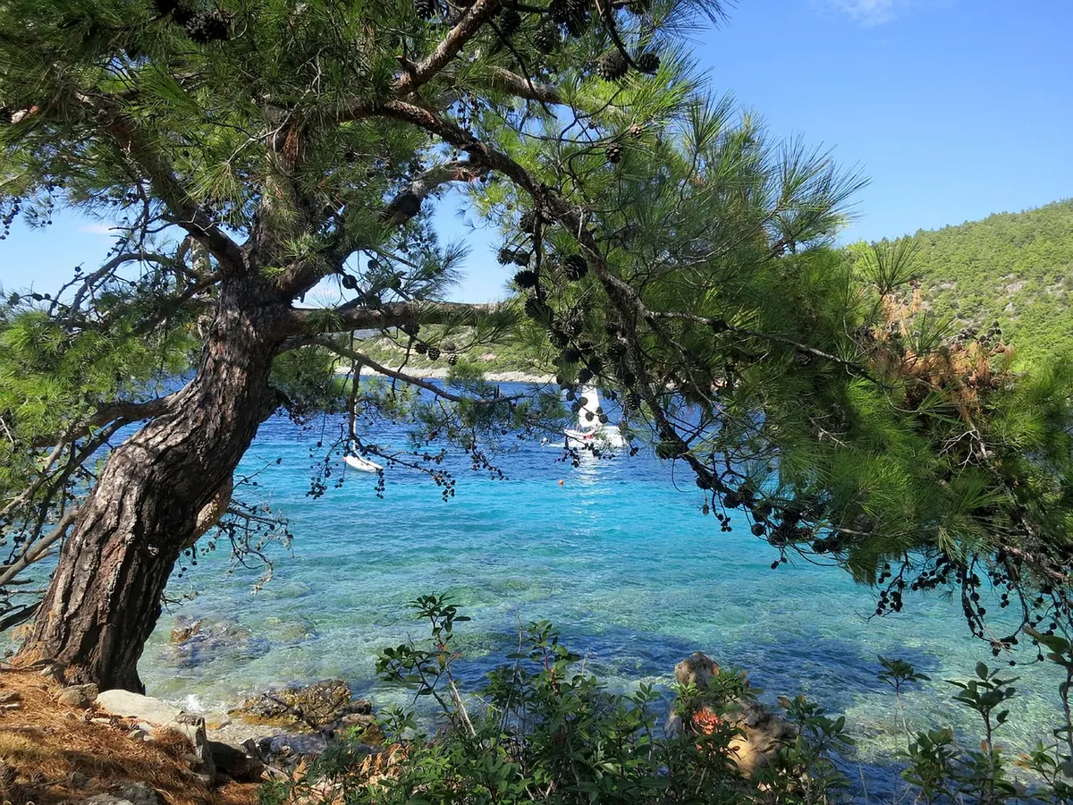 A pine-fringed cove on the Bodrum peninsula