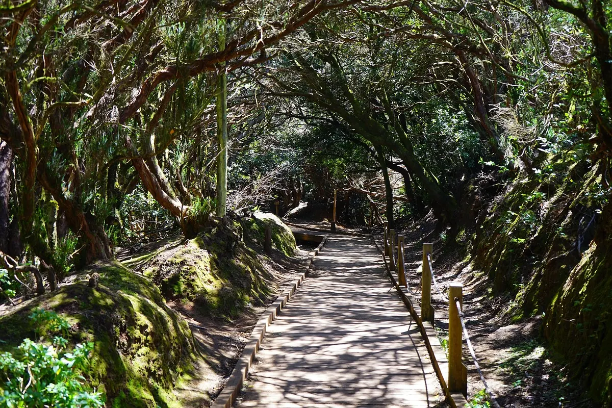 A forest trail in Anaga