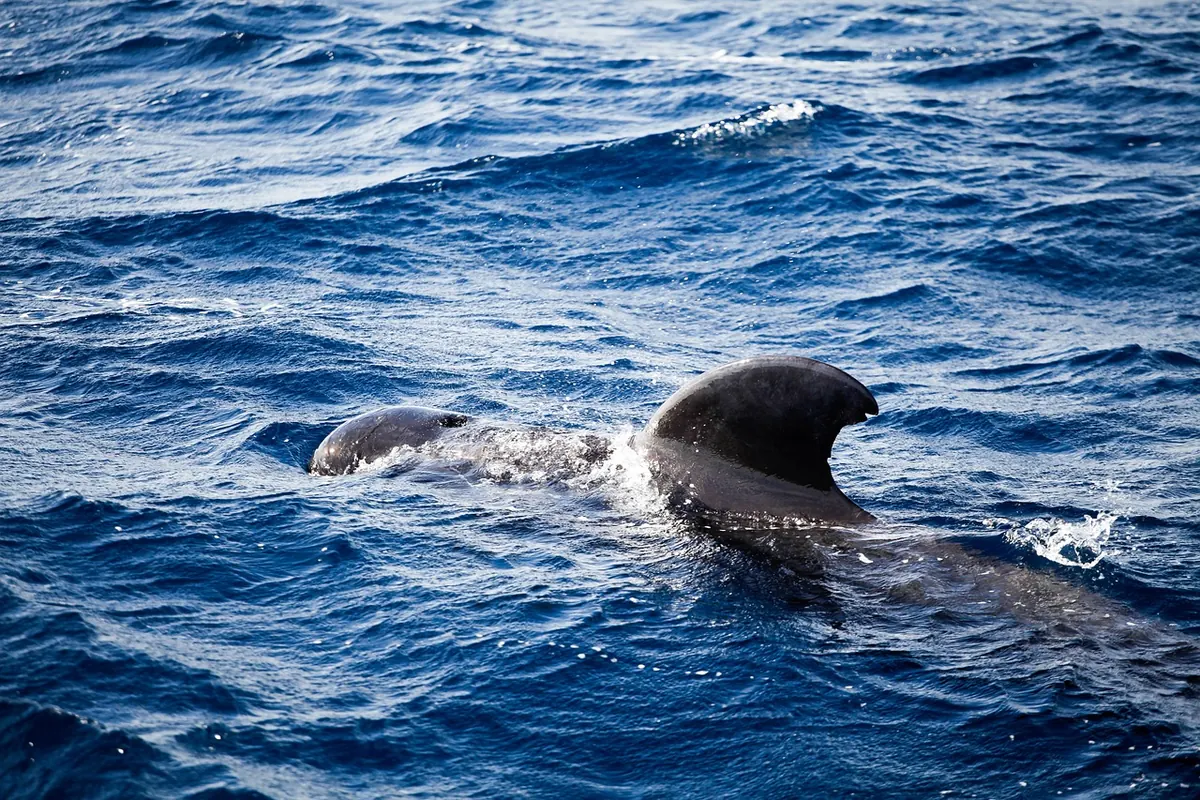 A pilot whale off Tenerife