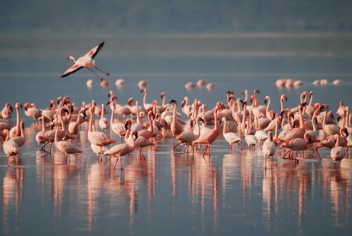 Flamingos feeding in a lagoon