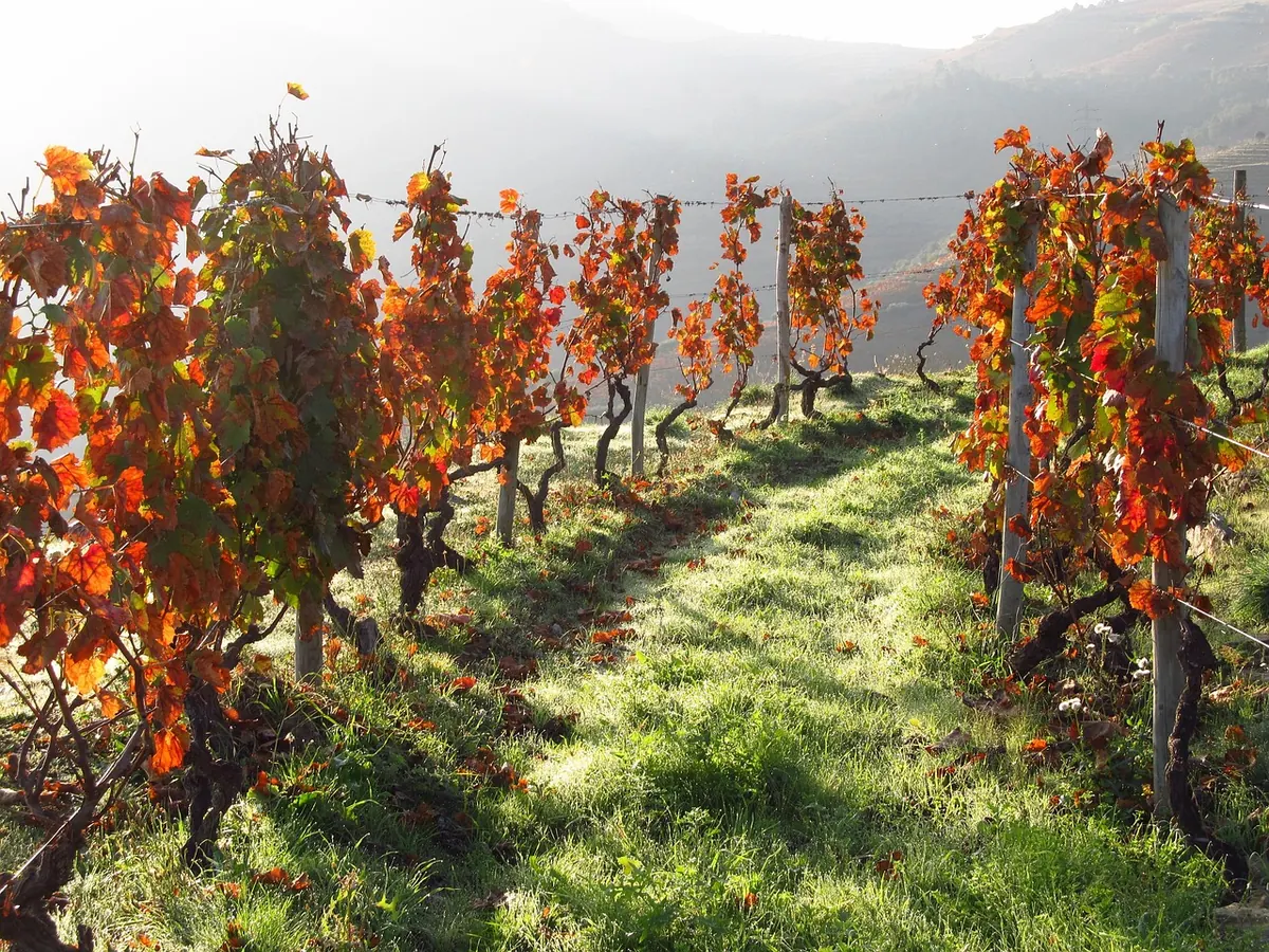 A vineyard in Portugal