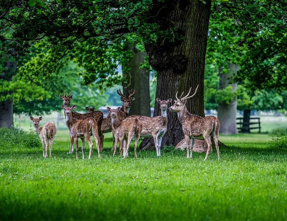 Fallow deer grazing in parkland