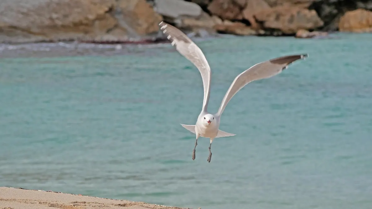 Cala Mesquida beach in north-east Majorca