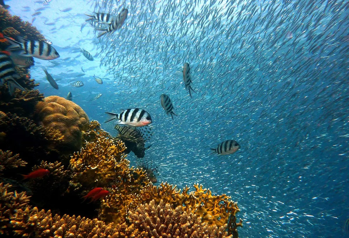 A coral reef in the Red Sea