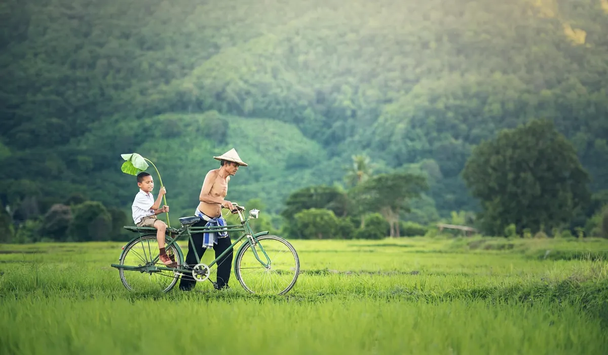 Cycling past rice fields in central Vietnam