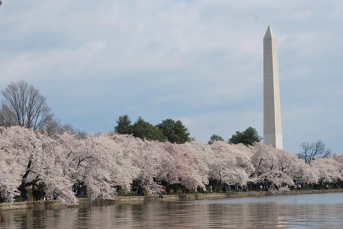 Cherry blossoms around the Tidal Basin with the Washington Monument