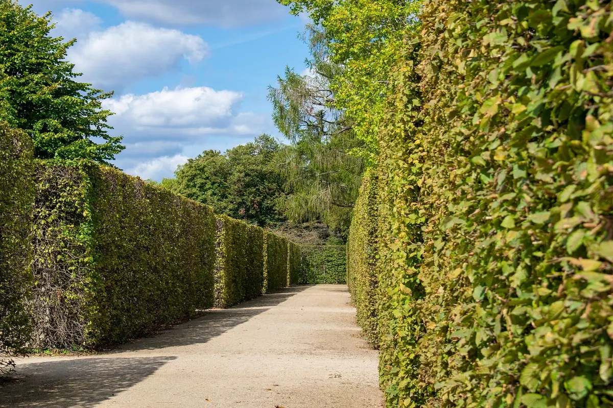 A hedge-lined path in a garden maze
