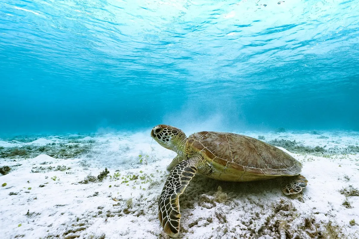 A green turtle on the seabed