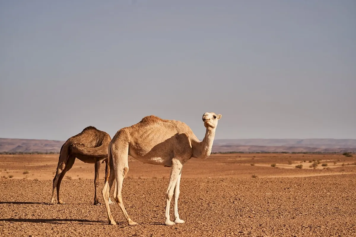 A camel in the Sahara near Merzouga