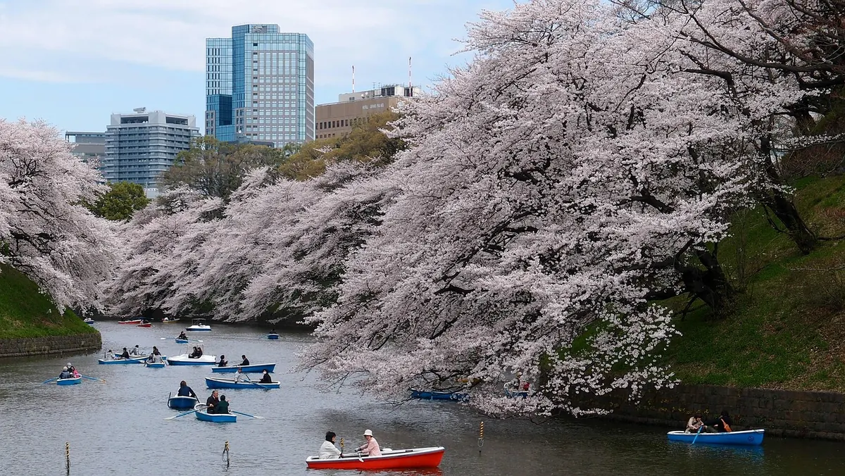 Boats on the Chidorigafuchi moat under cherry blossom, Tokyo