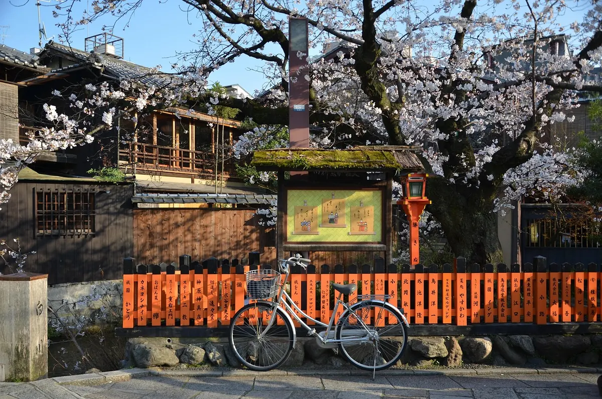 Cherry blossom in Gion, Kyoto