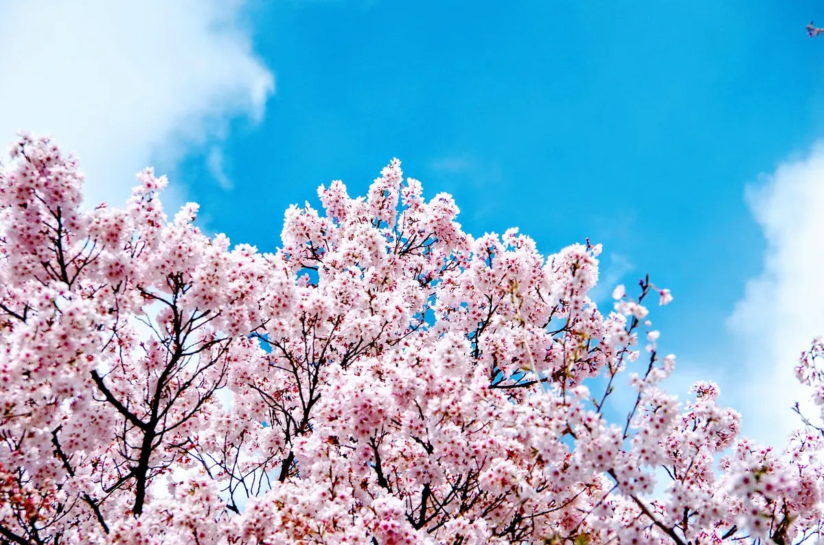 Cherry trees in full bloom