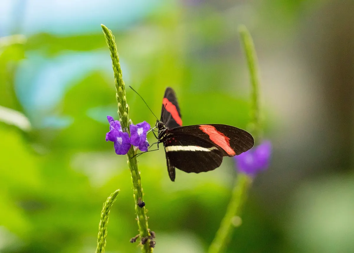 A butterfly feeding on flowers in a conservatory