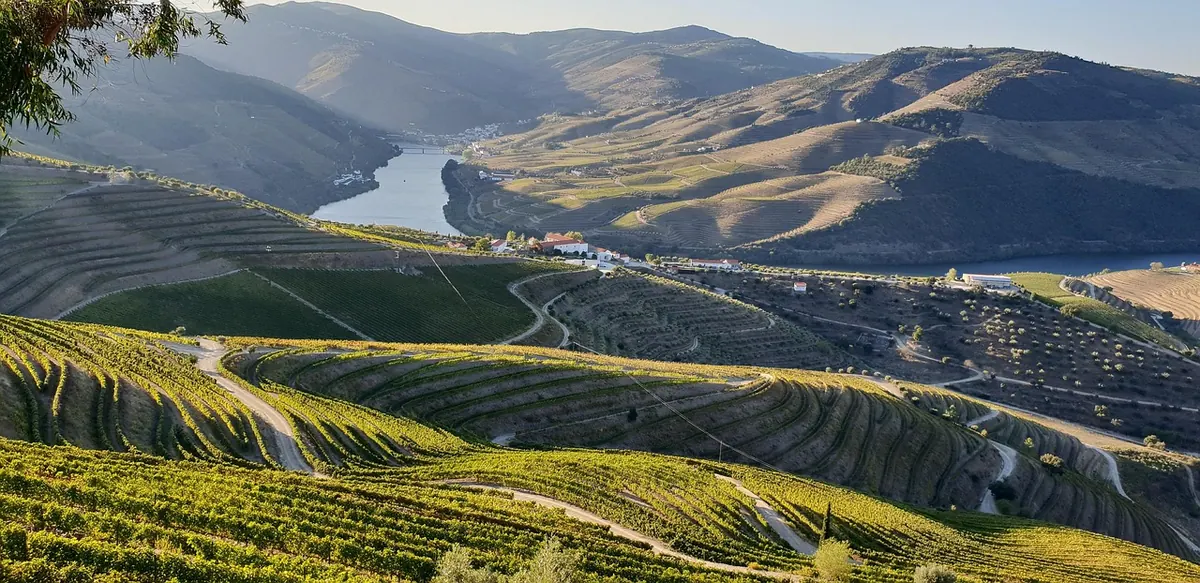 Terraced vineyards in the Douro Valley