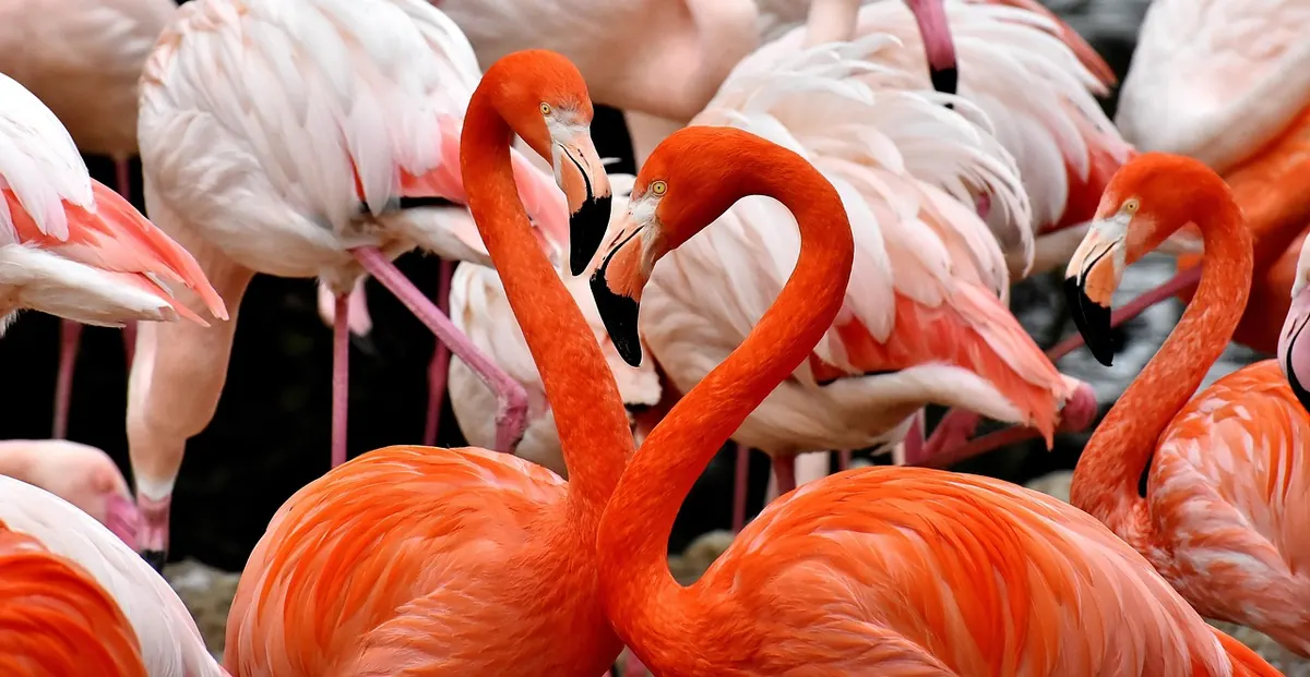 Flamingos in a garden pond