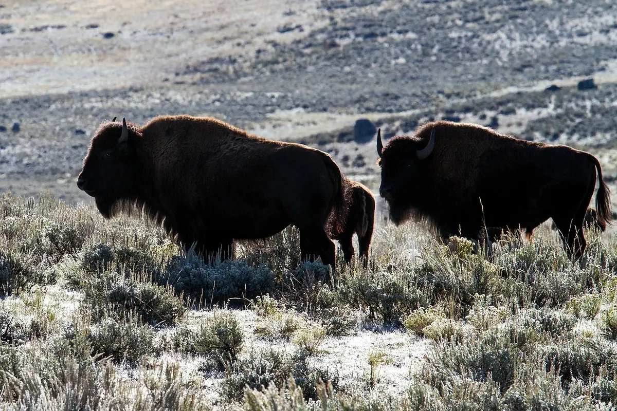 Bison in Yellowstone in winter