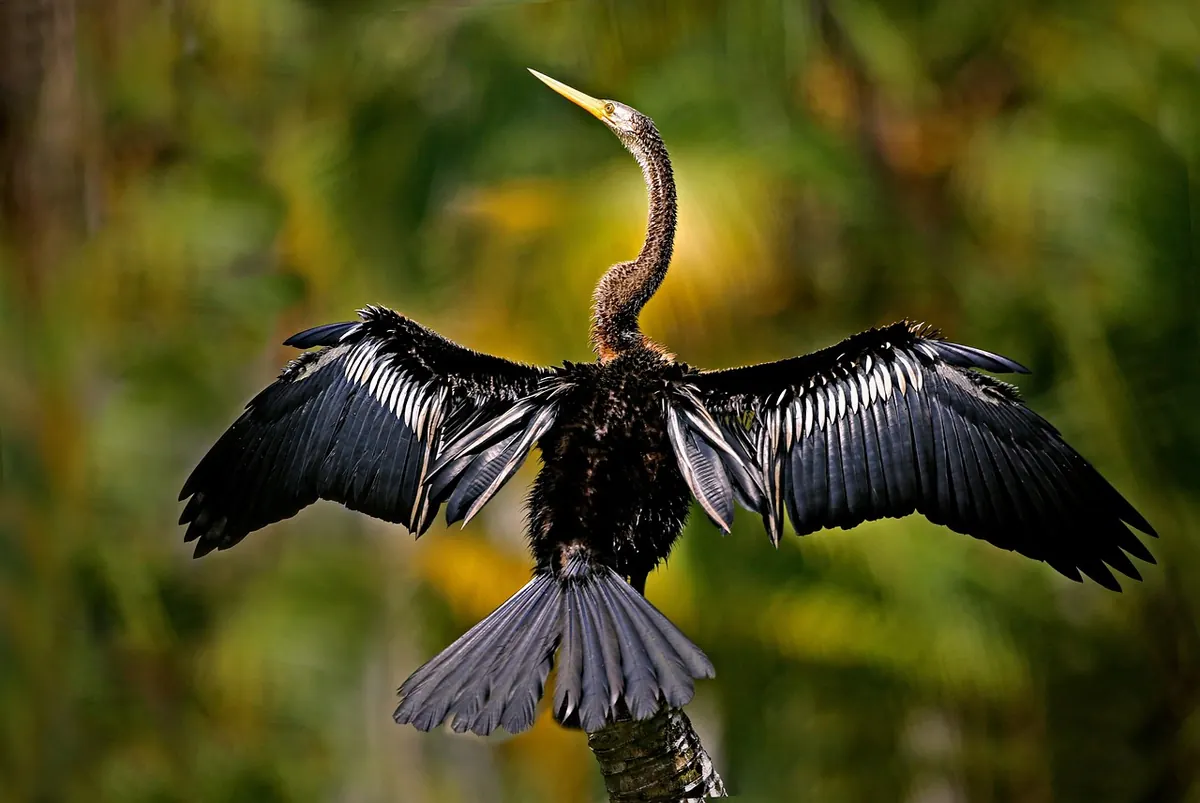 An anhinga drying its wings in the Everglades
