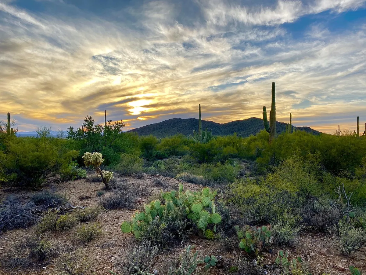 Saguaro cacti at sunset