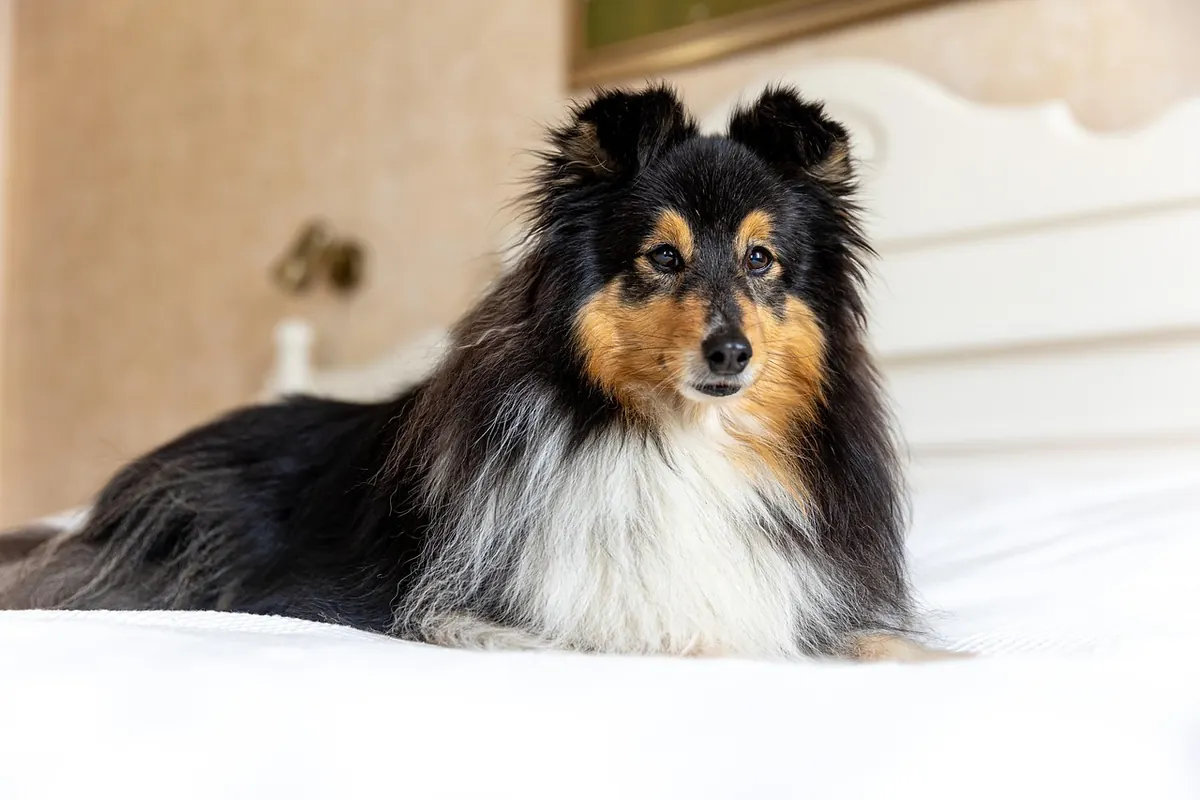 A dog resting on a bed