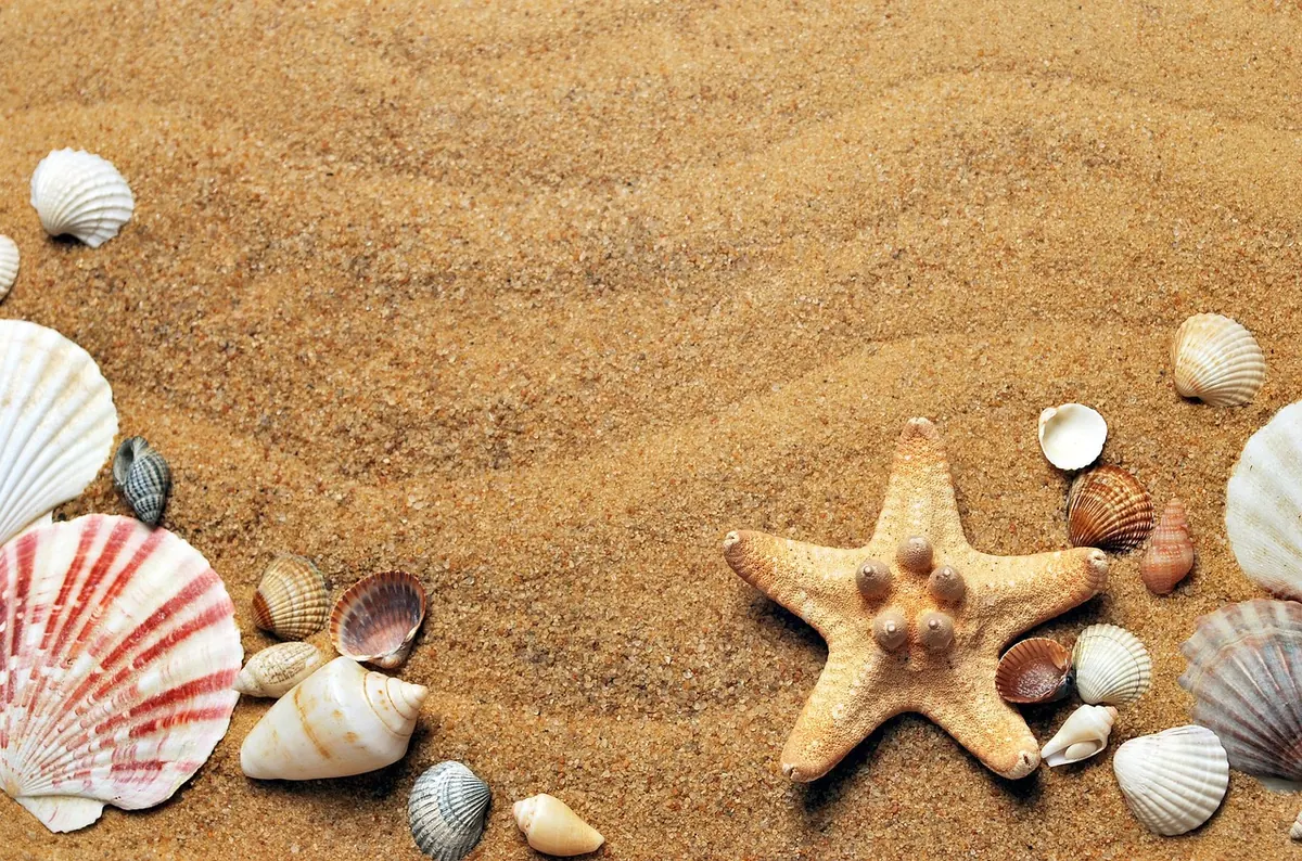 Shells and starfish on the sand