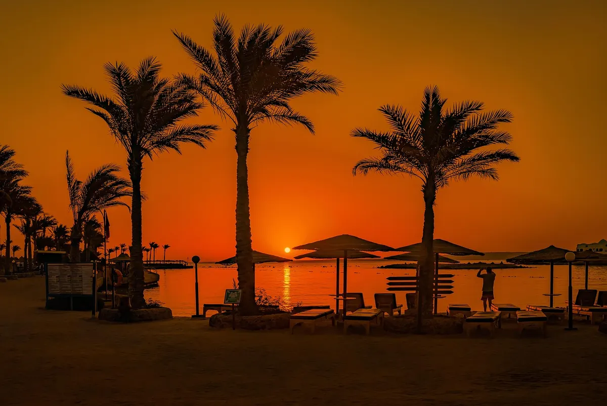 Palm trees at sunset on the Red Sea