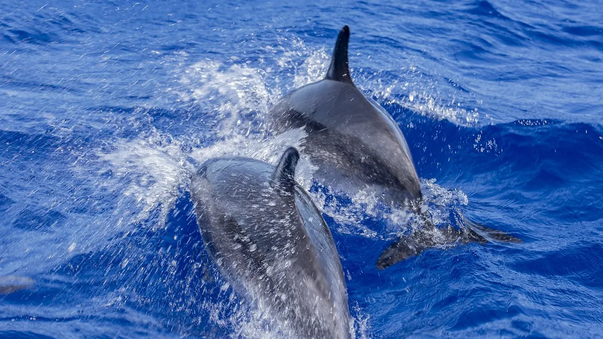 Dolphins leaping off La Palma