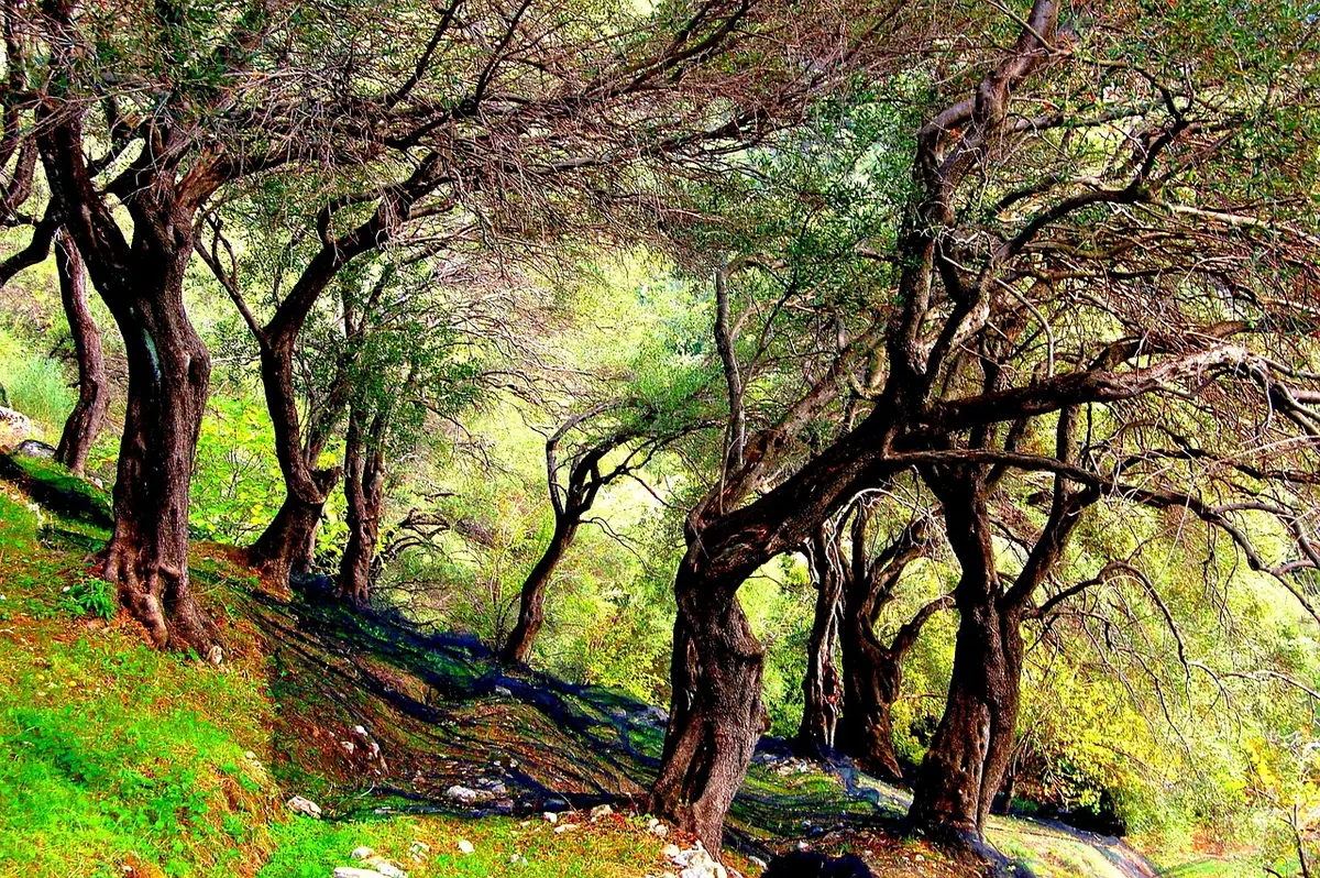 An olive grove on Corfu