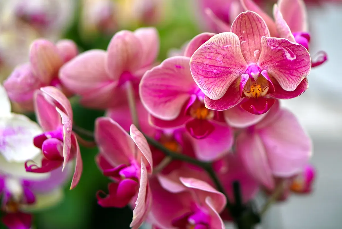 Pink orchids in bloom