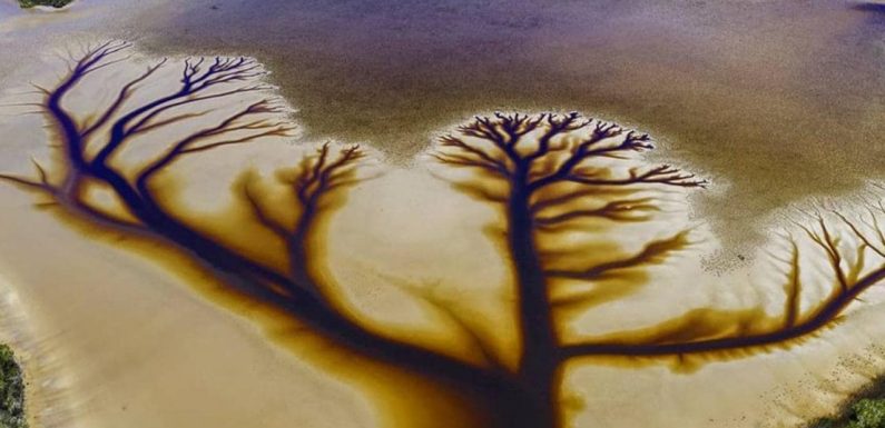 Drone photos show incredible tree ‘artwork’ on NSW’s Cakora Lake