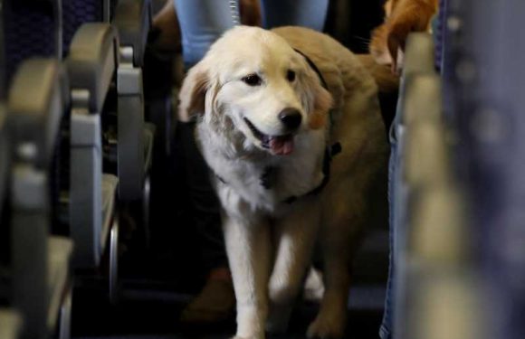 American Airlines bans emotional support animals
