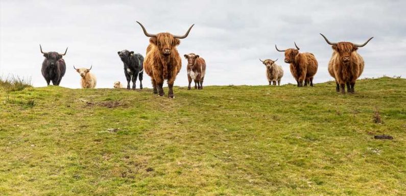 Scotland's New Fluffy Cow Cam Is the Best Thing You'll See All Day